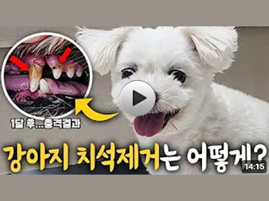 [유튜버 정브르] 강아지(고나) 치석제거는 어떻게? 36일 대장정🎉